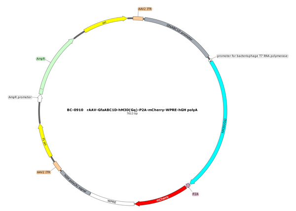 AAV-GfaABC1D-hM3D(Gq)-mCherry AAV Vector – Chemogenetic actuator (DREADD/PSAM/KORD) – Constitutive – GfaABC1D promoter – mCherry reporter – for Chemogenetics – BHV17100382
