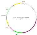 AAV-hVGAT-hM3D(Gq)-EGFP AAV Vector – Chemogenetic actuator (DREADD/PSAM/KORD) – Constitutive – hVGAT promoter – EGFP reporter – for Chemogenetics – BHV17100388