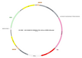 AAV-GfaABC1D-hM4D(Gi)-mCherry AAV Vector – Chemogenetic actuator (DREADD/PSAM/KORD) – Constitutive – GfaABC1D promoter – mCherry reporter – for Chemogenetics – BHV17100390