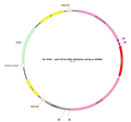 AAV-EF1α-fDIO-hM4D(Gi)-mCherry AAV Vector – Chemogenetic actuator (DREADD/PSAM/KORD) – Constitutive – EF1α promoter – mCherry reporter – for Chemogenetics – BHV17100391