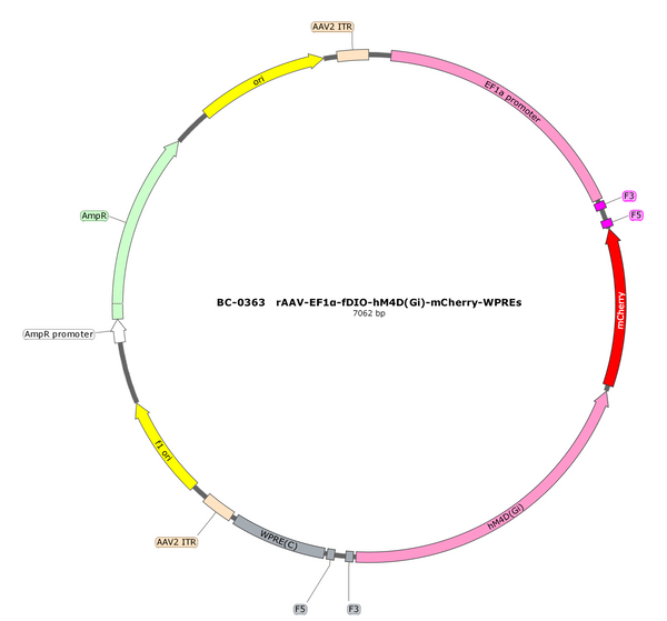 AAV-EF1α-fDIO-hM4D(Gi)-mCherry AAV Vector – Chemogenetic actuator (DREADD/PSAM/KORD) – Constitutive – EF1α promoter – mCherry reporter – for Chemogenetics – BHV17100391