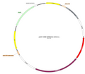 AAV-hCD68-hM4D(Gi)-mCherry AAV Vector – Chemogenetic actuator (DREADD/PSAM/KORD) – Constitutive – hCD68 promoter – mCherry reporter – for Chemogenetics – BHV17100395