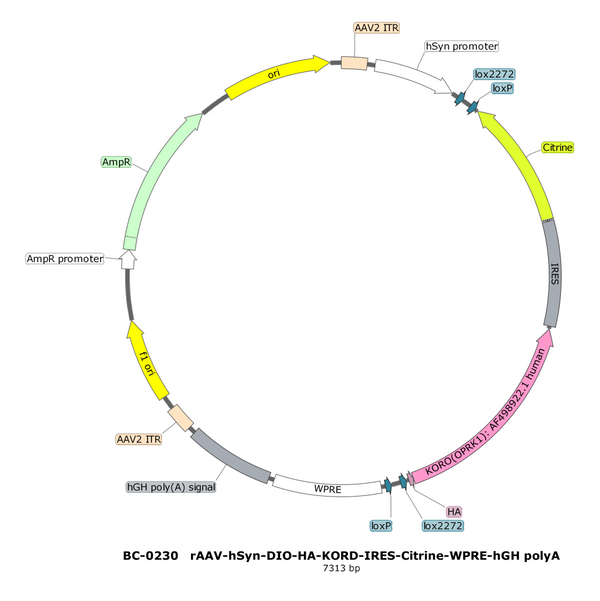 AAV-hSyn-DIO-HA AAV Vector – Chemogenetic actuator (DREADD/PSAM/KORD) – Cre-dependent – hSyn promoter – for Chemogenetics – BHV17100398