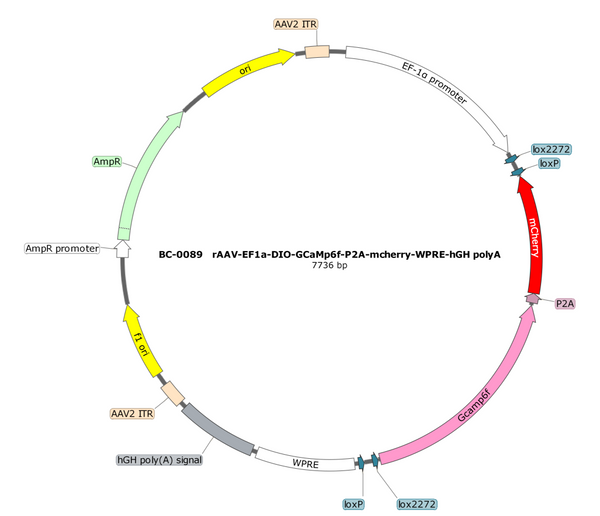 AAV-EF1α-DIO-GCaM6Pf-mCherry AAV Vector – Fluorescent reporter – Cre-dependent – EF1α promoter – mCherry reporter – for Cell labeling / tracing – BHV17100401