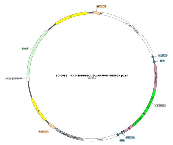AAV-EF1α-DIO-jGCaMP7b AAV Vector – Calcium indicator – Cre-dependent – EF1α promoter – for Calcium imaging – BHV17100405
