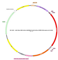 AAV-hSyn-CaMPARI2-FLAG-HA-Myc AAV Vector – Norepinephrine sensor – Constitutive – hSyn promoter – for Norepinephrine imaging – BHV17100410