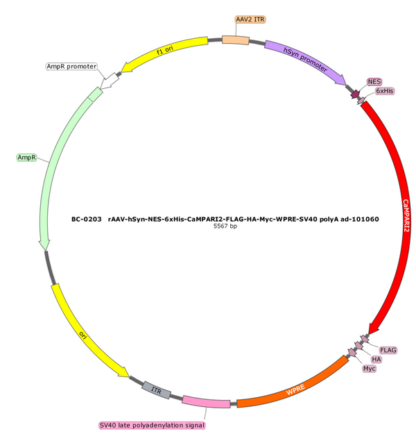 AAV-hSyn-CaMPARI2-FLAG-HA-Myc AAV Vector – Norepinephrine sensor – Constitutive – hSyn promoter – for Norepinephrine imaging – BHV17100410