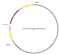 AAV-CAG-rAdo1.5 (Not yet online) AAV Vector – Constitutive – CAG promoter – BHV17100414