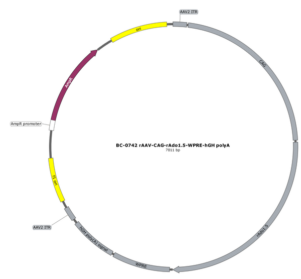 AAV-CAG-rAdo1.5 (Not yet online) AAV Vector – Constitutive – CAG promoter – BHV17100414