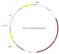 AAV-EF1α-Ado1.0 AAV Vector – Constitutive – EF1α promoter – BHV17100415