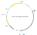 AAV-EF1α-DIO-eCB2.0 AAV Vector – Cre-dependent – EF1α promoter – BHV17100417
