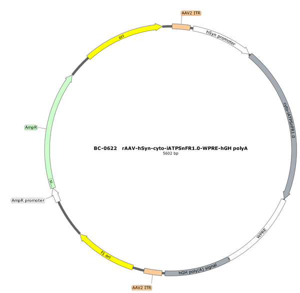 AAV-hSyn-cyto-iATPSnFR1.0 AAV Vector – Constitutive – hSyn promoter – BHV17100418