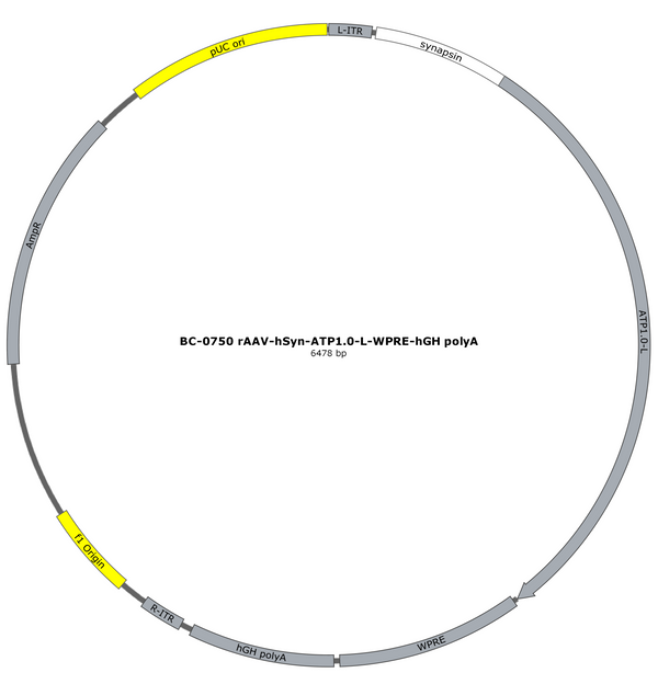 AAV-hSyn-ATP1.0-L AAV Vector – Constitutive – hSyn promoter – BHV17100419