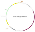 AAV-EF1α-ATP1.0 AAV Vector – Constitutive – EF1α promoter – BHV17100421