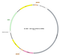 AAV-hSyn-PTH1R AAV Vector – Constitutive – hSyn promoter – BHV17100423