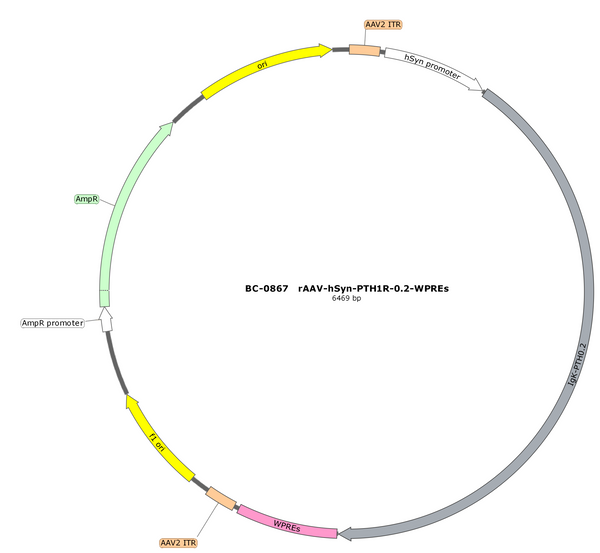 AAV-hSyn-PTH1R AAV Vector – Constitutive – hSyn promoter – BHV17100423