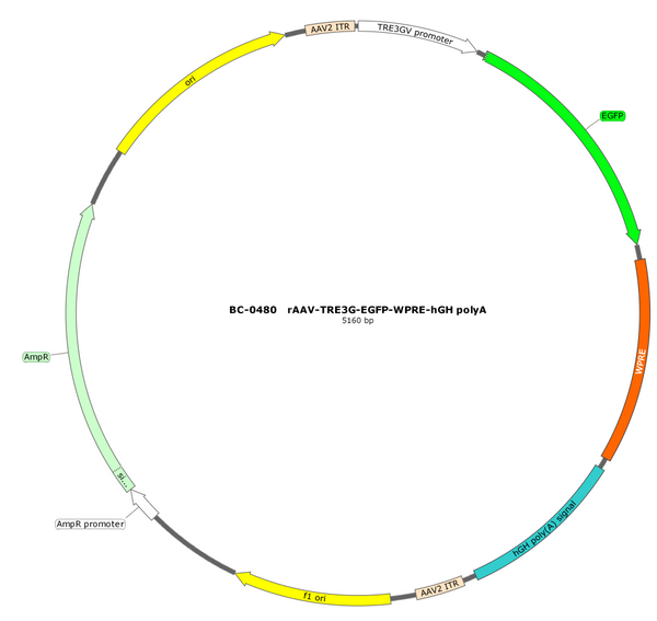 AAV-TRE3G-EGFP AAV Vector – Fluorescent reporter – Constitutive – TRE3G promoter – EGFP reporter – for Cell labeling / tracing – BHV17100428