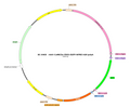 AAV-CaMKIIa-fDIO-EGFP AAV Vector – Fluorescent reporter – Constitutive – CaMKIIa promoter – EGFP reporter – for Cell labeling / tracing – BHV17100429