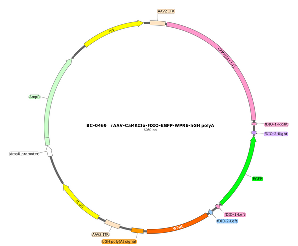 AAV-CaMKIIa-fDIO-EGFP AAV Vector – Fluorescent reporter – Constitutive – CaMKIIa promoter – EGFP reporter – for Cell labeling / tracing – BHV17100429