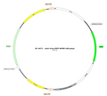 AAV-cFos-EGFP AAV Vector – Fluorescent reporter – Constitutive – cFos promoter – EGFP reporter – for Cell labeling / tracing – BHV17100430