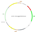 AAV-hSyn-H2B-EGFP AAV Vector – Fluorescent reporter – Constitutive – hSyn promoter – EGFP reporter – for Cell labeling / tracing – BHV17100433