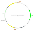 AAV-L7-6-EGFP AAV Vector – Fluorescent reporter – Constitutive – L7 promoter – EGFP reporter – for Cell labeling / tracing – BHV17100434