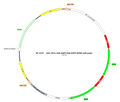 AAV-EF1α-H2B-EGFP AAV Vector – Fluorescent reporter – Constitutive – EF1α promoter – EGFP reporter – for Cell labeling / tracing – BHV17100436