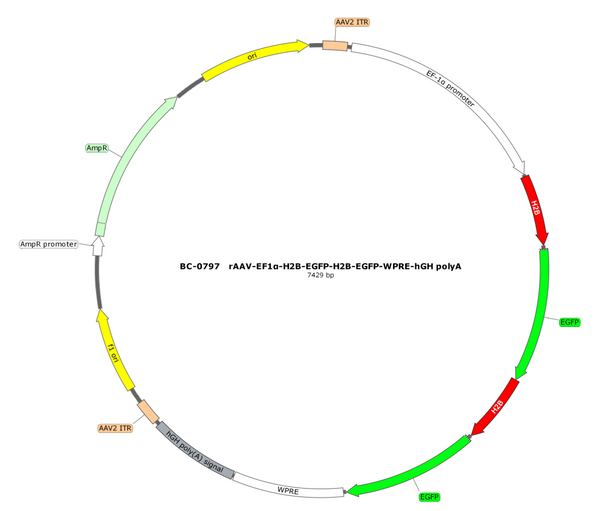 AAV-EF1α-H2B-EGFP AAV Vector – Fluorescent reporter – Constitutive – EF1α promoter – EGFP reporter – for Cell labeling / tracing – BHV17100436