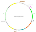 AAV-CMV-fDIO-EGFP AAV Vector – Fluorescent reporter – Constitutive – CMV promoter – EGFP reporter – for Cell labeling / tracing – BHV17100438