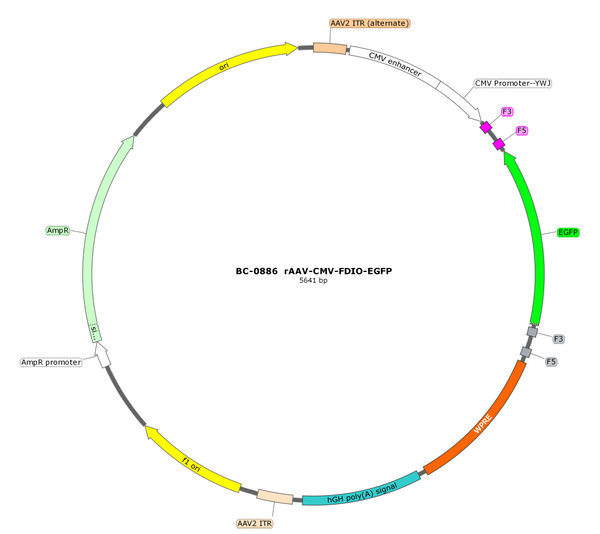 AAV-CMV-fDIO-EGFP AAV Vector – Fluorescent reporter – Constitutive – CMV promoter – EGFP reporter – for Cell labeling / tracing – BHV17100438