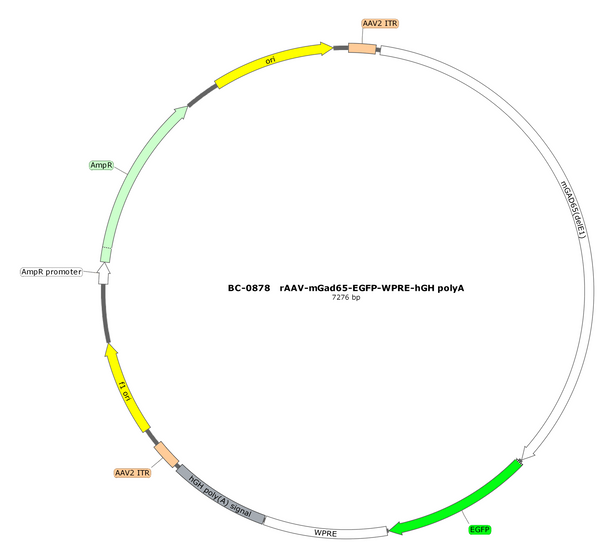 AAV-mGad65-EGFP AAV Vector – Fluorescent reporter – Constitutive – mGad65 promoter – EGFP reporter – for Cell labeling / tracing – BHV17100439