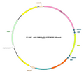 AAV-CaMKIIa-DIO-EYFP AAV Vector – Fluorescent reporter – Cre-dependent – CaMKIIa promoter – EYFP reporter – for Cell labeling / tracing – BHV17100443