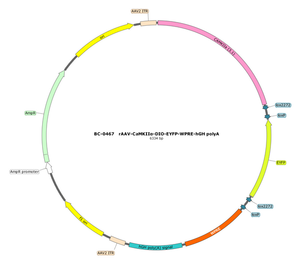 AAV-CaMKIIa-DIO-EYFP AAV Vector – Fluorescent reporter – Cre-dependent – CaMKIIa promoter – EYFP reporter – for Cell labeling / tracing – BHV17100443