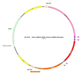 AAV-CaMKIIa-fDIO-mCherry AAV Vector – Fluorescent reporter – Constitutive – CaMKIIa promoter – mCherry reporter – for Cell labeling / tracing – BHV17100458