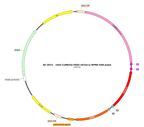 AAV-CaMKIIa-fDIO-mCherry AAV Vector – Fluorescent reporter – Constitutive – CaMKIIa promoter – mCherry reporter – for Cell labeling / tracing – BHV17100458