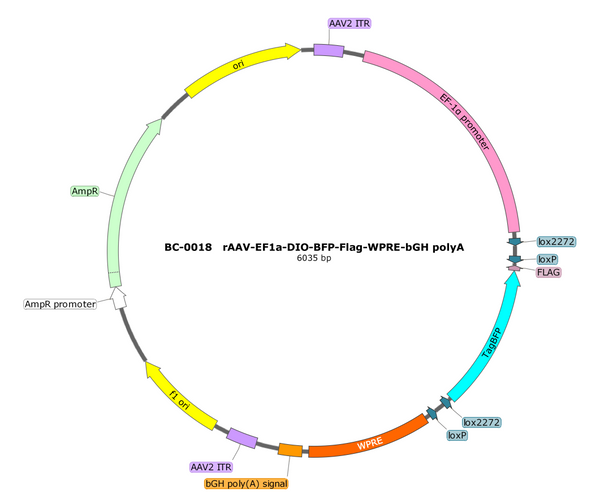 AAV-EF1α-DIO-TagBFP AAV Vector – Cre-dependent – EF1α promoter – BHV17100461