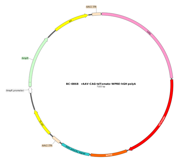 AAV-CAG-tdTomato AAV Vector – Fluorescent reporter – Constitutive – CAG promoter – tdTomato reporter – for Cell labeling / tracing – BHV17100468