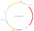 AAV-CMV-tdTomato AAV Vector – Fluorescent reporter – Constitutive – CMV promoter – tdTomato reporter – for Cell labeling / tracing – BHV17100470