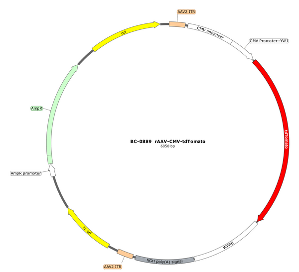 AAV-CMV-tdTomato AAV Vector – Fluorescent reporter – Constitutive – CMV promoter – tdTomato reporter – for Cell labeling / tracing – BHV17100470