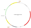 AAV-EF1α-tdTomato AAV Vector – Fluorescent reporter – Constitutive – EF1α promoter – tdTomato reporter – for Cell labeling / tracing – BHV17100471