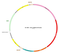 AAV-CaMKIIa-tdTomato AAV Vector – Fluorescent reporter – Constitutive – CaMKIIa promoter – tdTomato reporter – for Cell labeling / tracing – BHV17100472