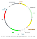 AAV-hSyn-DIO-mRuby AAV Vector – Fluorescent reporter – Cre-dependent – hSyn promoter – mRuby reporter – for Cell labeling / tracing – BHV17100473