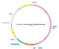 AAV-CAG-DIO-Flp AAV Vector – Transcriptional regulator / recombinase – Cre-dependent – CAG promoter – for Genetic driver / recombination – BHV17100487