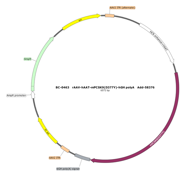 AAV-hAAT-mPCSK9(D377Y) AAV Vector – Constitutive – hAAT promoter – BHV17100504