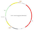 AAV-hSyn-TeLC-mCherry AAV Vector – Fluorescent reporter – Constitutive – hSyn promoter – mCherry reporter – for Cell labeling / tracing – BHV17100505