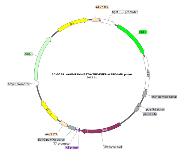 AAV-RAM-d2TTA-TRE-EGFP AAV Vector – Fluorescent reporter – Activity-dependent (RAM) + Tet-regulated – RAM promoter – EGFP reporter – for Cell labeling / tracing – BHV17100524