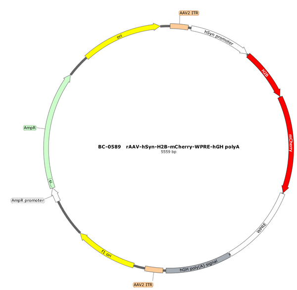 AAV-hSyn-H2B-mCherry AAV Vector – Fluorescent reporter – Constitutive – hSyn promoter – mCherry reporter – for Cell labeling / tracing – BHV17200651