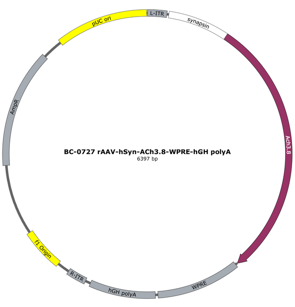 AAV-hSyn-ACh3.8 AAV Vector – Acetylcholine sensor – Constitutive – hSyn promoter – for Acetylcholine imaging – BHV17200687