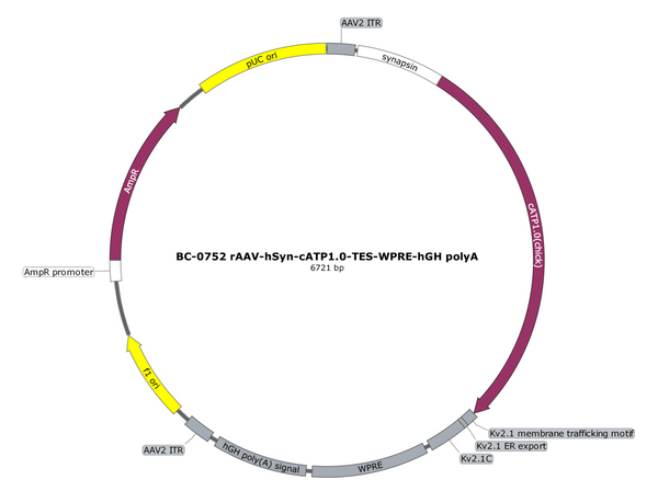 AAV-hSyn-cATP1.0 AAV Vector – Constitutive – hSyn promoter – BHV17200692