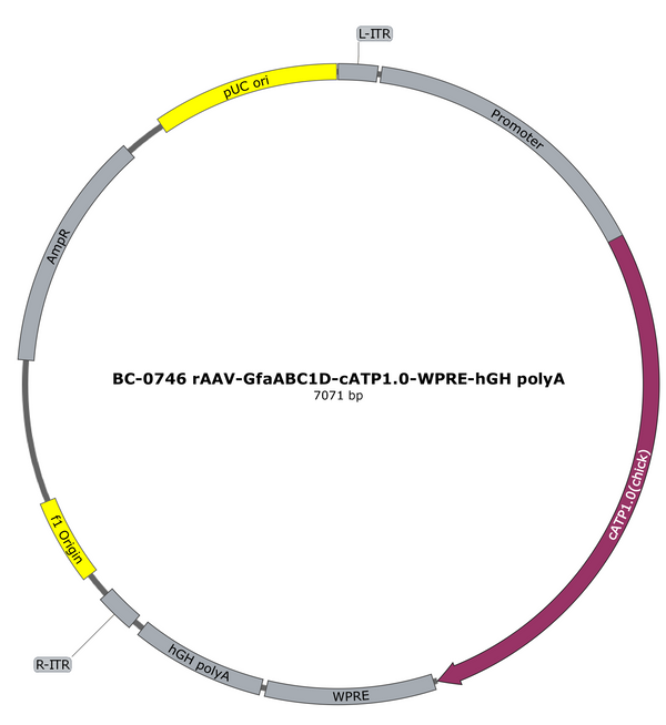 AAV-GfaABC1D-cATP1.0 AAV Vector – Constitutive – GfaABC1D promoter – BHV17200693